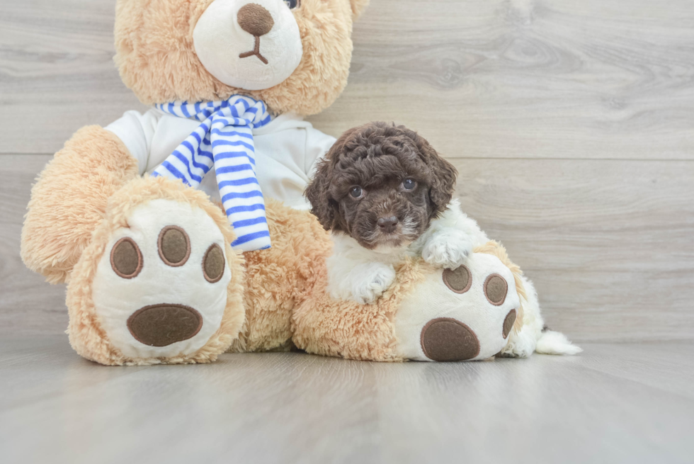 Cockapoo Puppy for Adoption