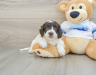 8 week old Cockapoo Puppy For Sale - Premier Pups