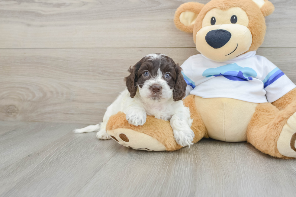 Cockapoo Puppy for Adoption