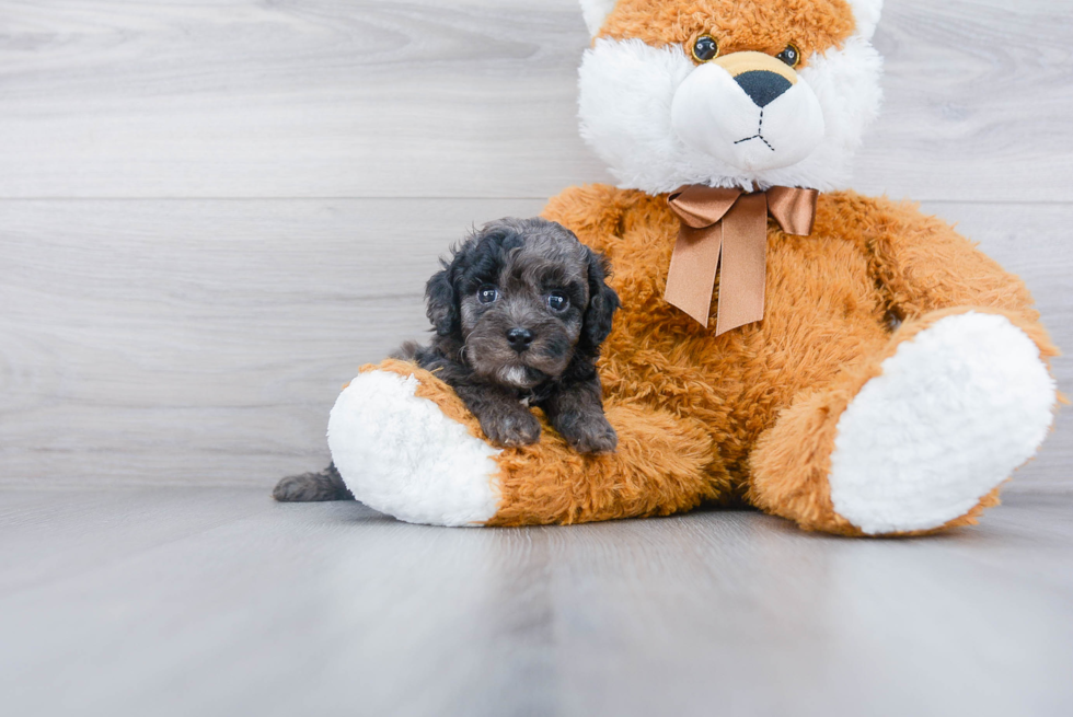 Cockapoo Pup Being Cute