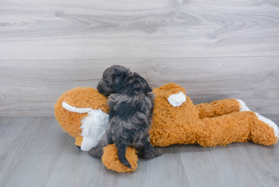 Fluffy Cockapoo Poodle Mix Pup