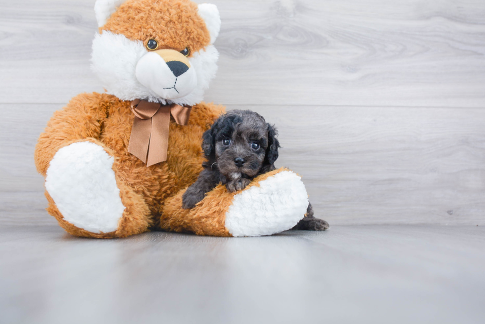 Little Cockerpoo Poodle Mix Puppy