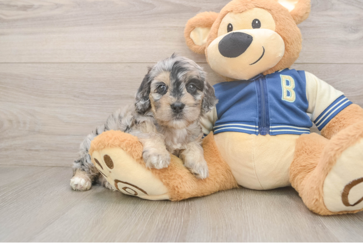 Petite Cockapoo Poodle Mix Pup