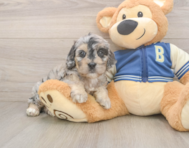 6 week old Cockapoo Puppy For Sale - Premier Pups