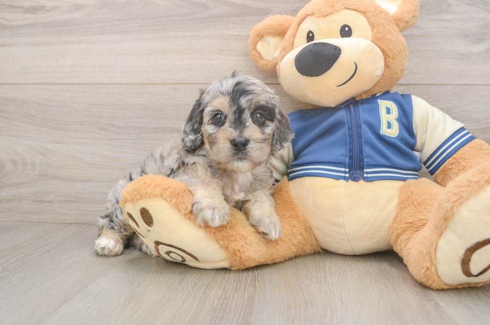 5 week old Cockapoo Puppy For Sale - Premier Pups