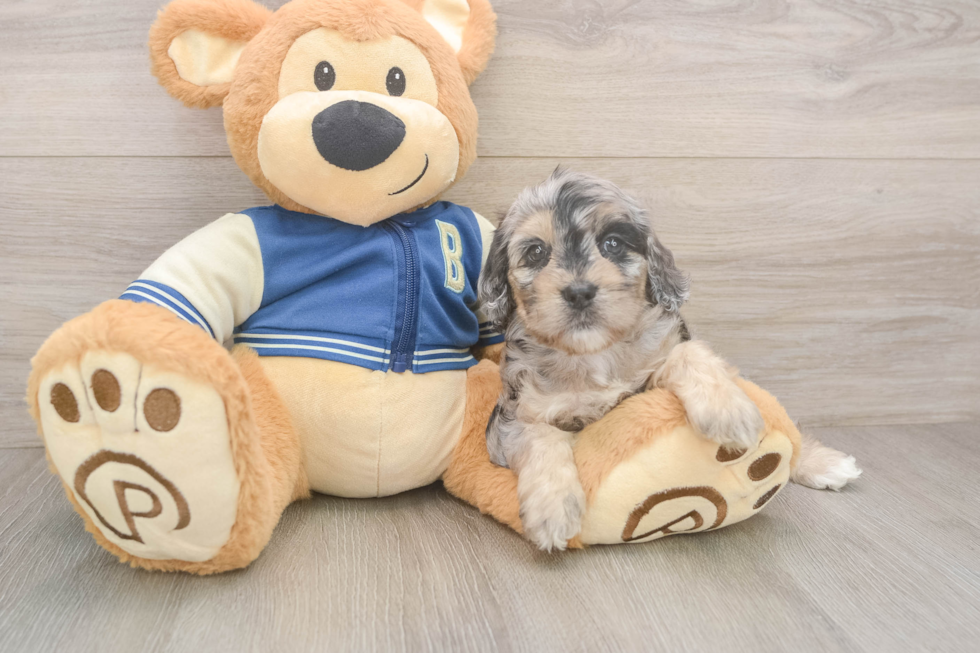 Friendly Cockapoo Baby