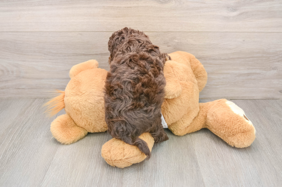 Playful Cocker Doodle Poodle Mix Puppy