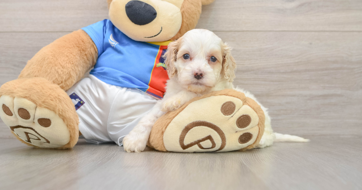 Cockapoo Patch Energetic Cockapoo Patches: 4lb 6oz Doodle Puppy