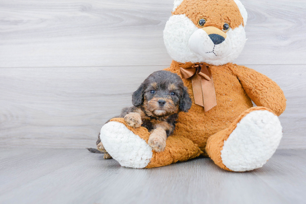 Best Cockapoo Baby