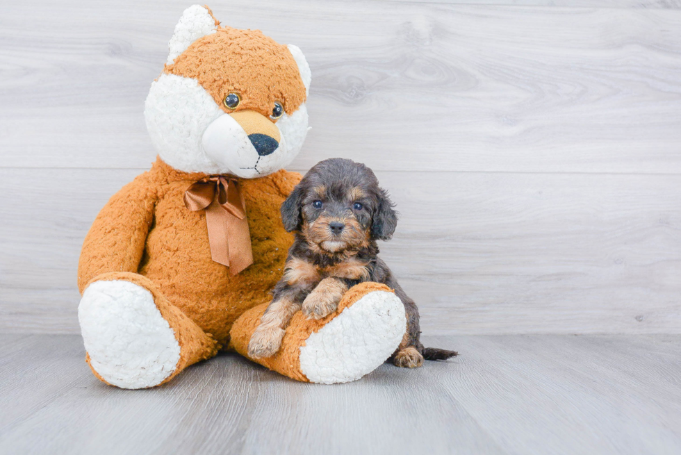 Adorable Cockerpoo Poodle Mix Puppy