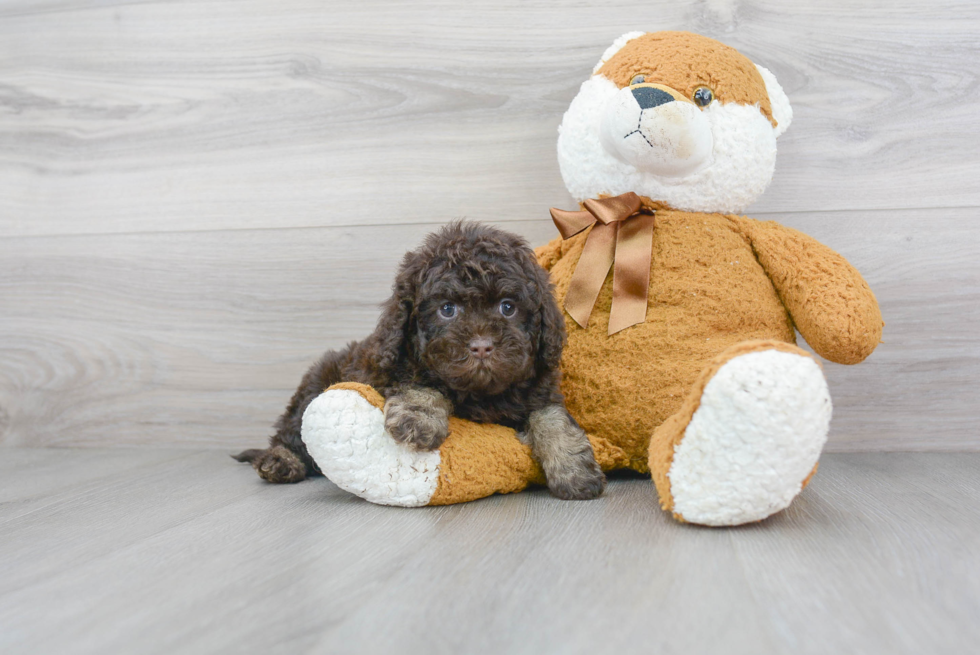 Petite Cockapoo Poodle Mix Pup