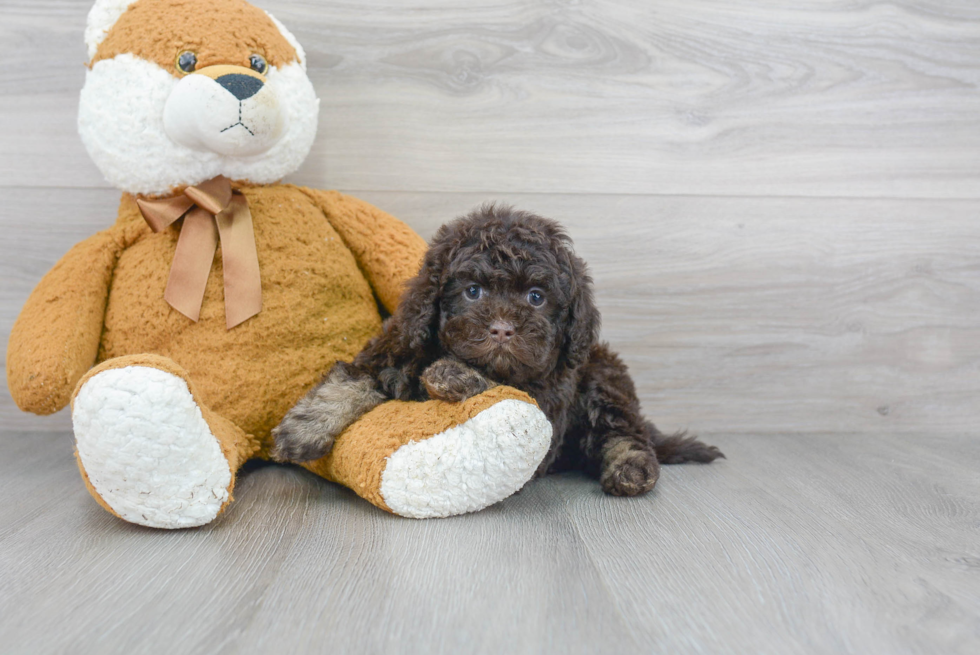 Smart Cockapoo Poodle Mix Pup