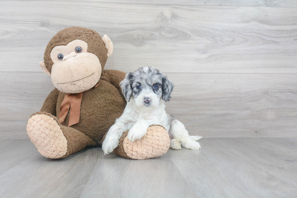 Hypoallergenic Cockerpoo Poodle Mix Puppy