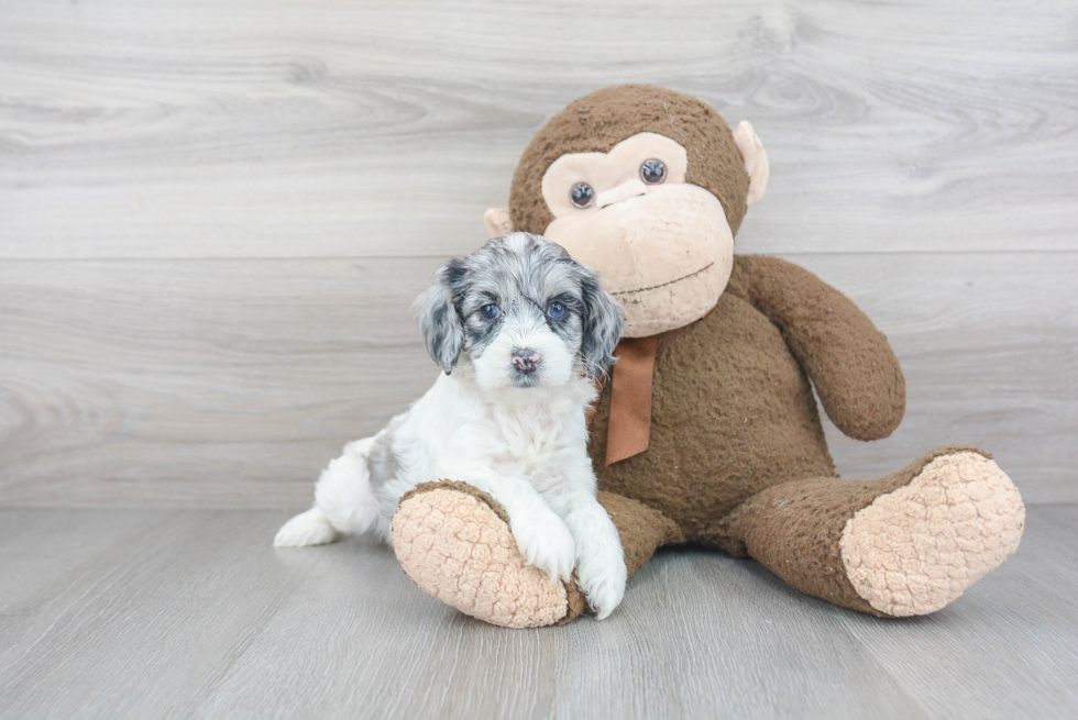 Energetic Cockerpoo Poodle Mix Puppy