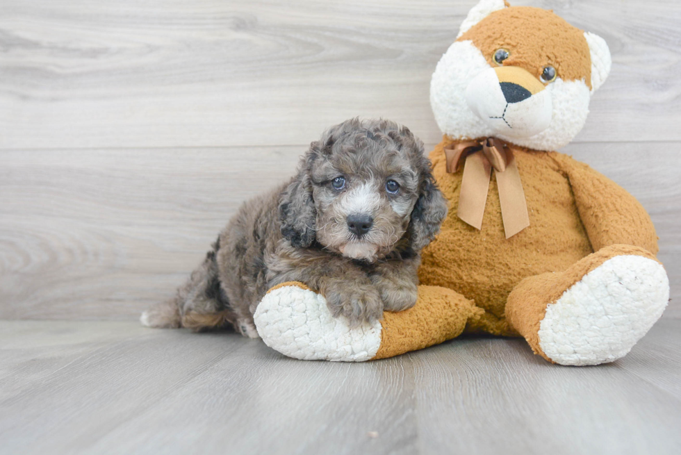 Energetic Cockerpoo Poodle Mix Puppy
