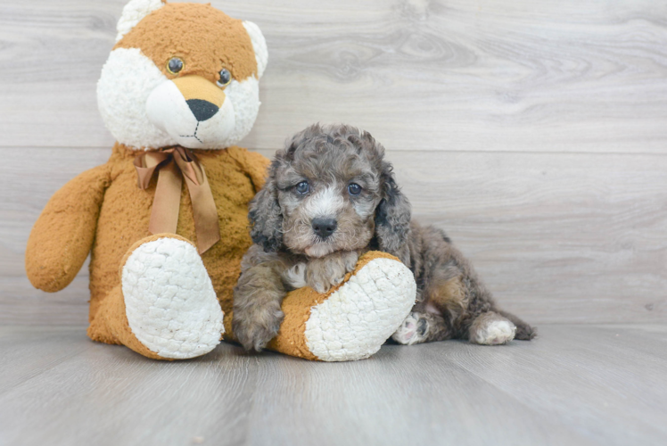 Popular Cockapoo Poodle Mix Pup