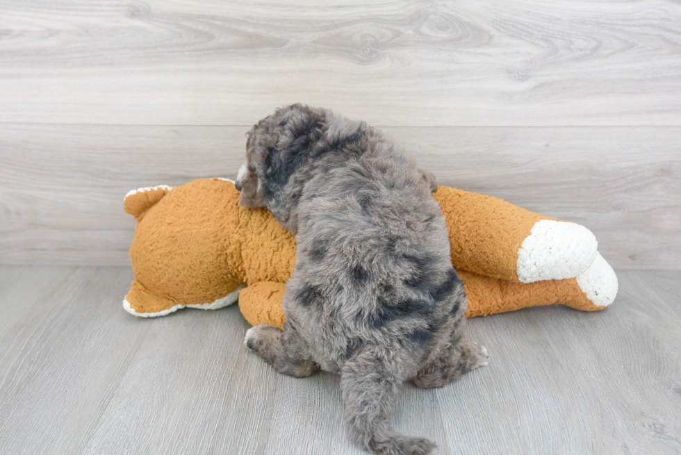 Sweet Cockapoo Baby