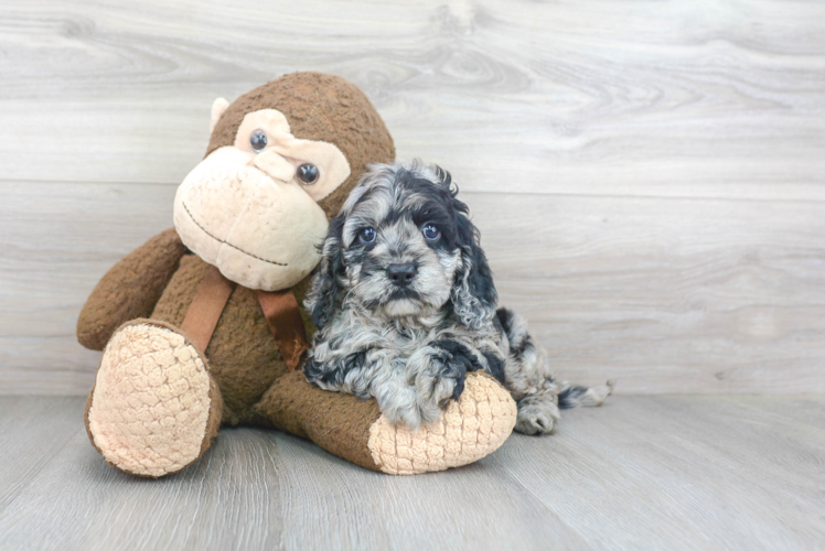 Petite Cockapoo Poodle Mix Pup