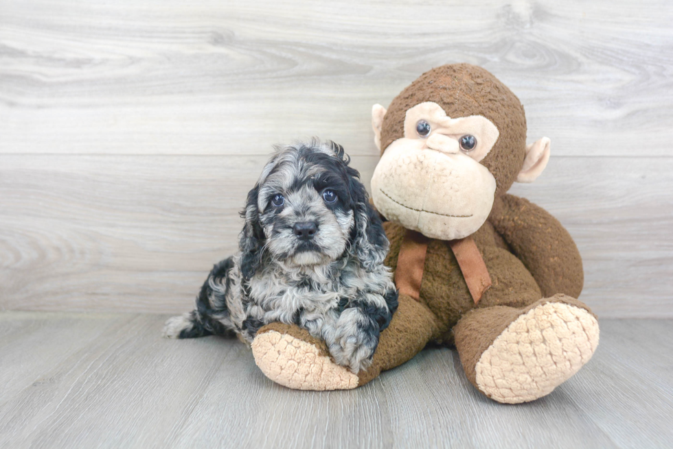 Friendly Cockapoo Baby