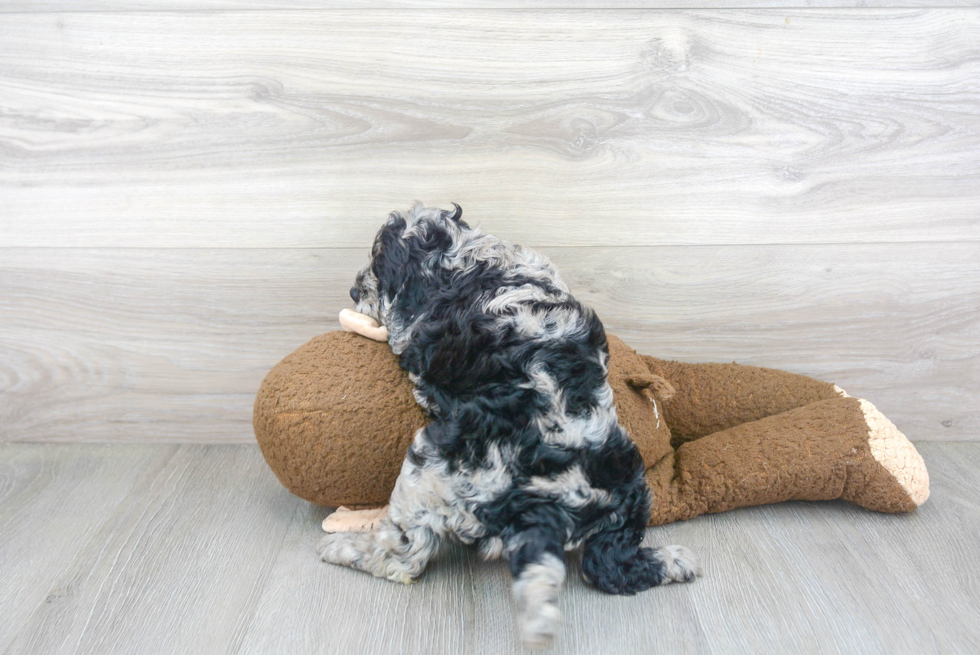 Cockapoo Pup Being Cute