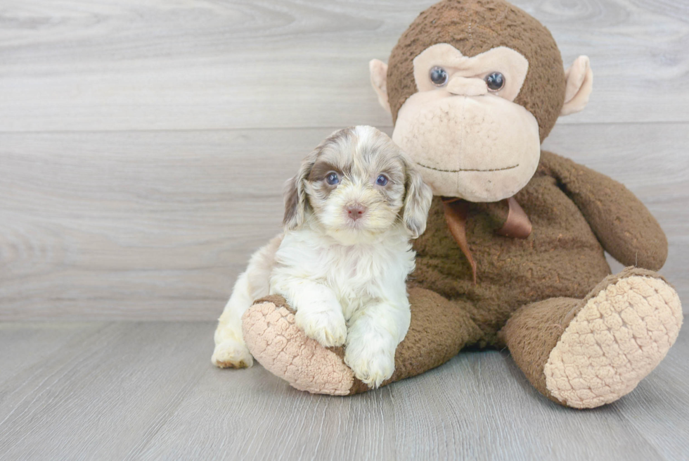 Cockapoo Pup Being Cute