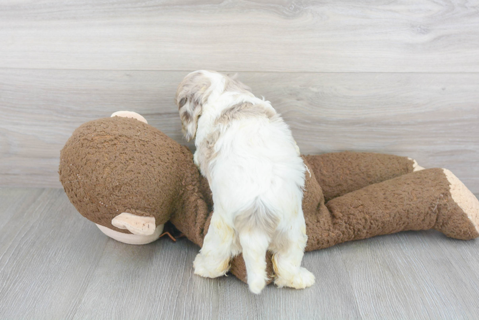 Sweet Cockapoo Baby