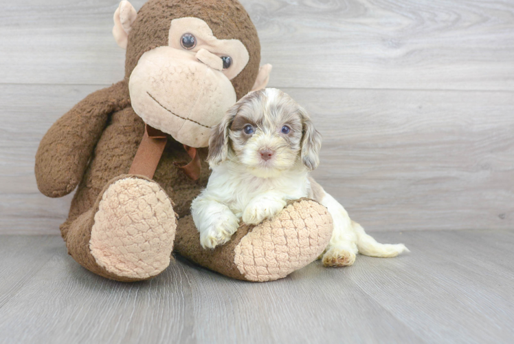 Cute Cockapoo Baby