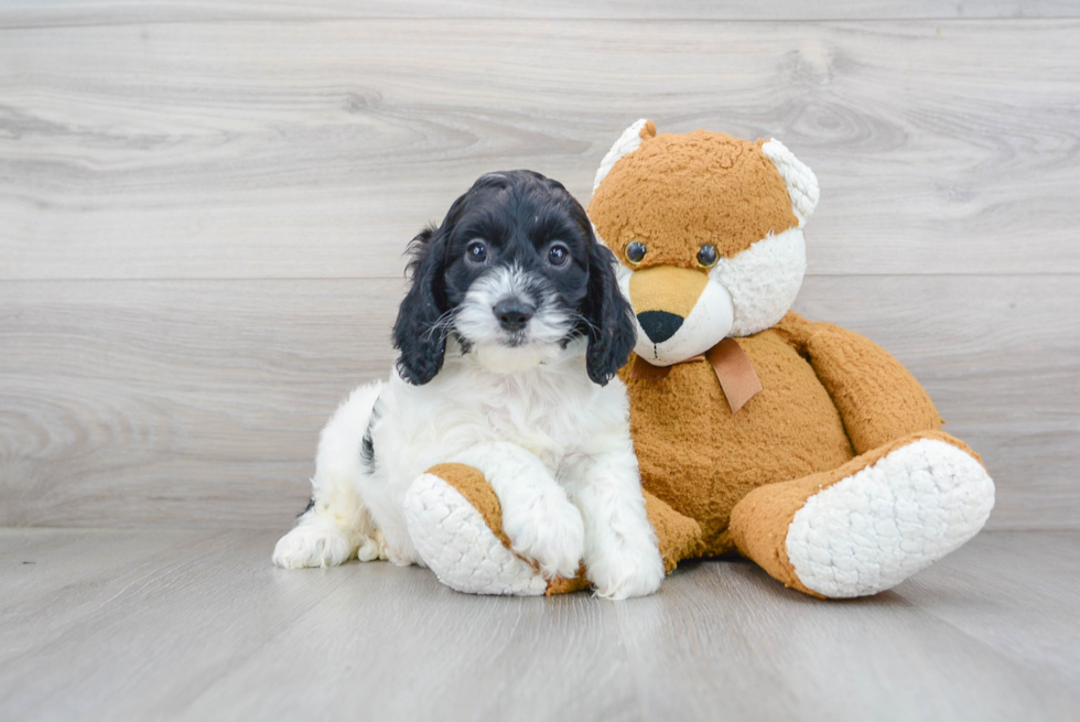 Fluffy Cockapoo Poodle Mix Pup