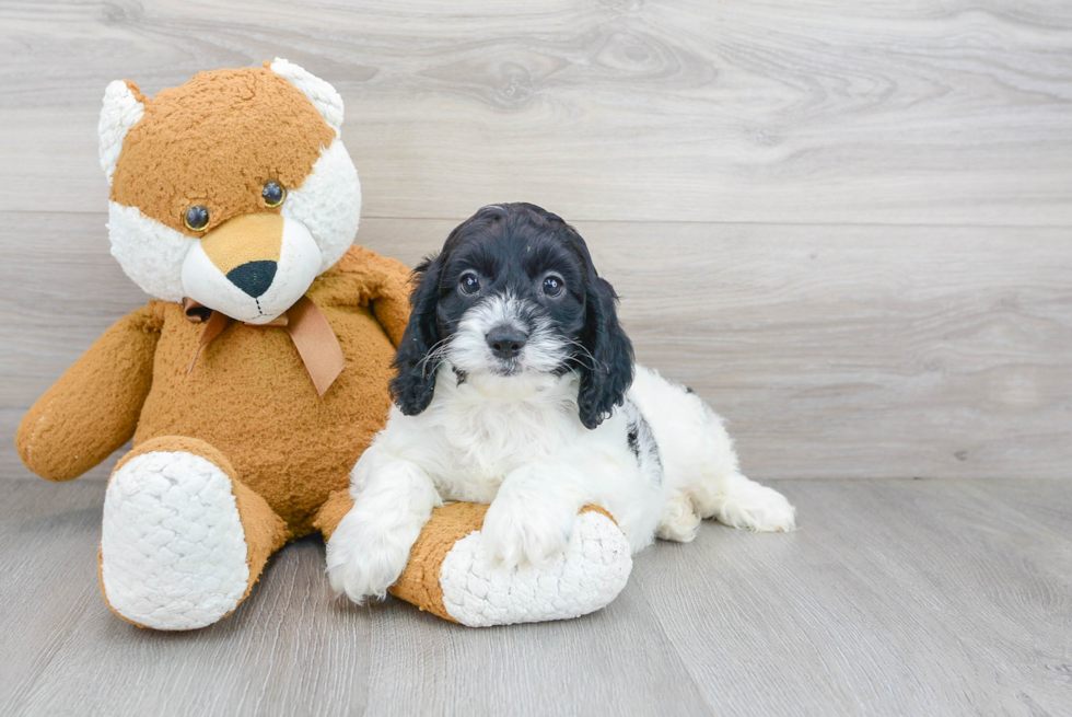 Fluffy Cockapoo Poodle Mix Pup