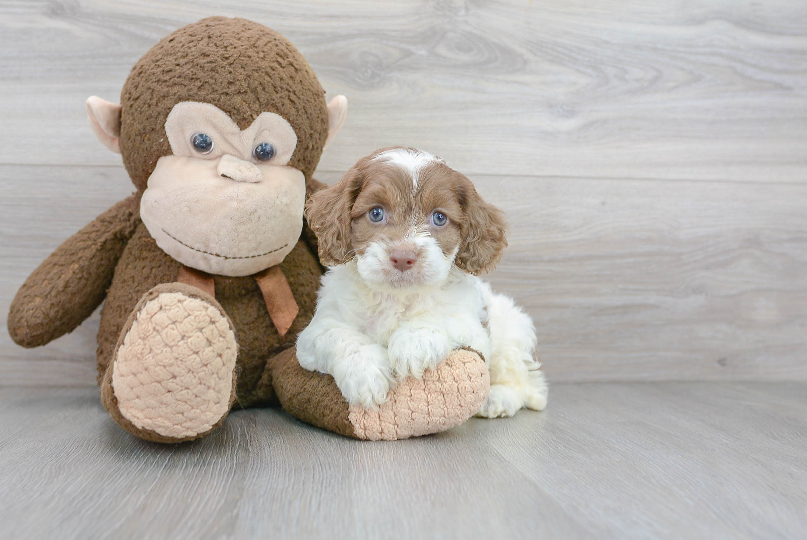 Happy Cockapoo Patches 4lb 8oz Doodle Puppy