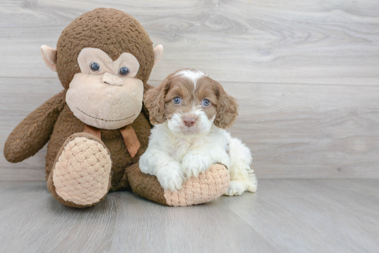 Popular Cockapoo Poodle Mix Pup