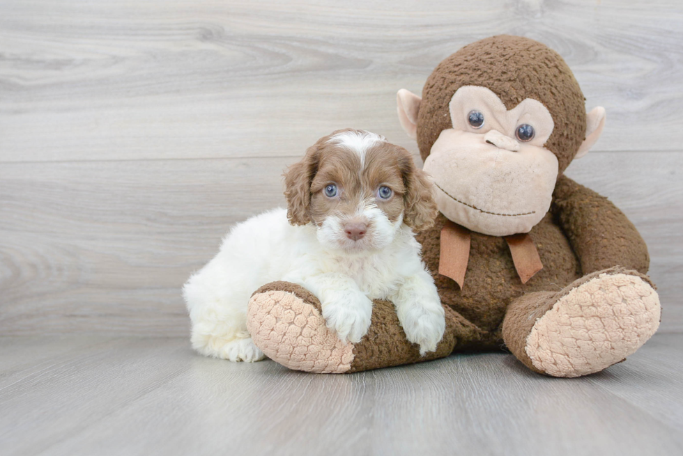 Petite Cockapoo Poodle Mix Pup