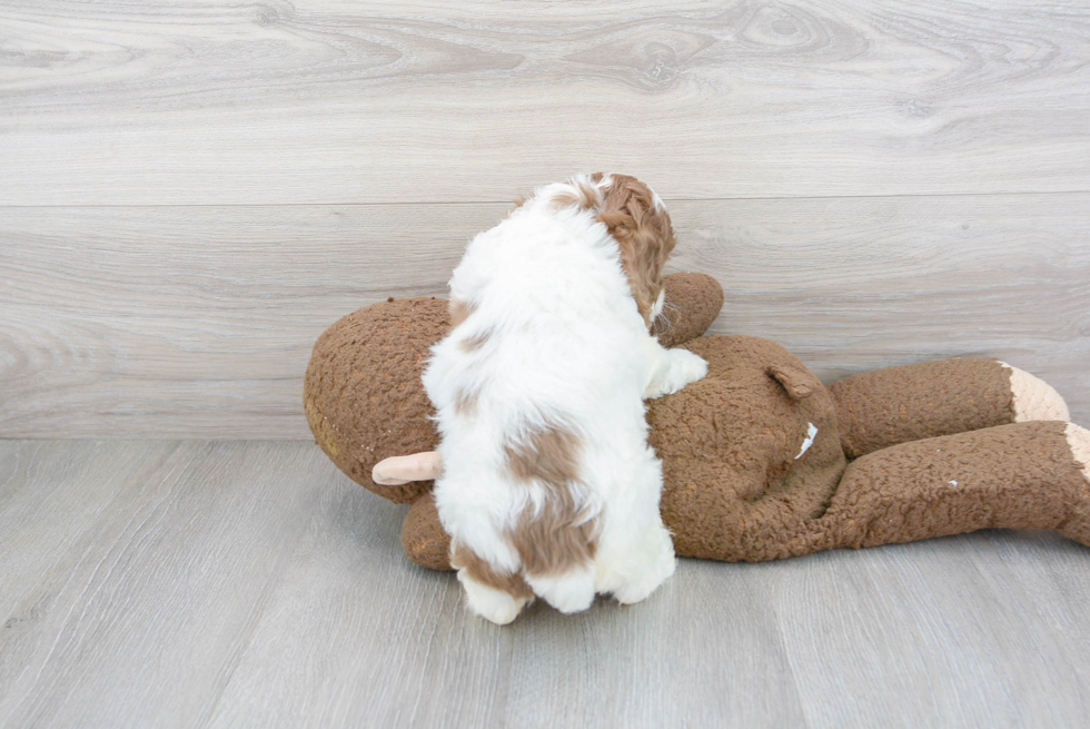 Cockapoo Pup Being Cute