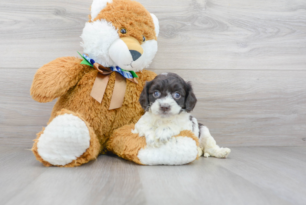 Petite Cockapoo Poodle Mix Pup