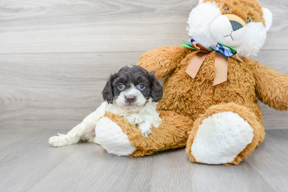 Cockapoo Puppy for Adoption