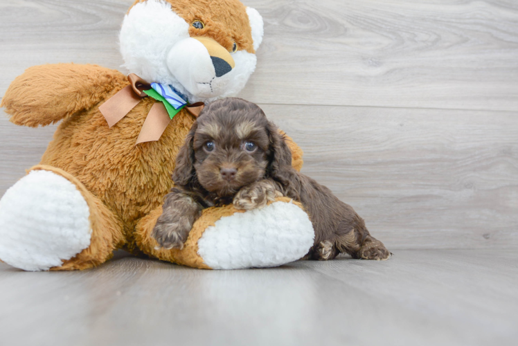 Cockapoo Pup Being Cute