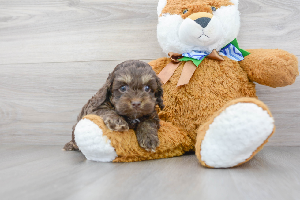 Cockapoo Puppy for Adoption