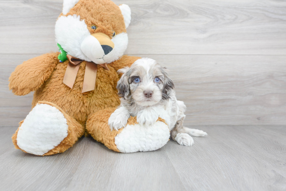 Best Cockapoo Baby