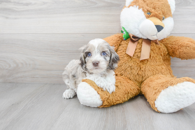 Playful Cockerpoo Poodle Mix Puppy