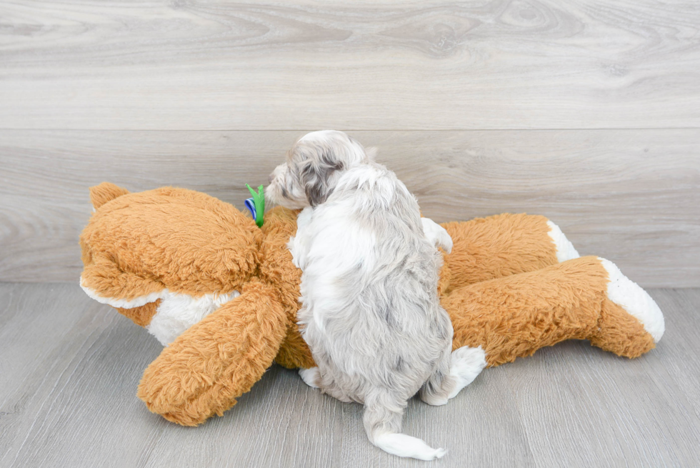 Happy Cockapoo Baby