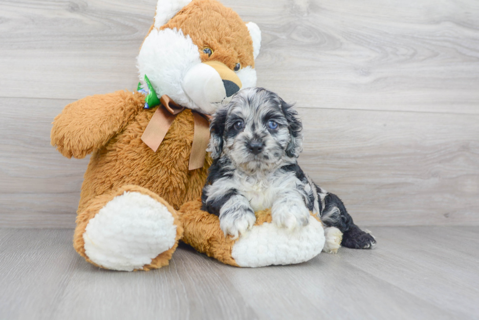 Cute Cockapoo Poodle Mix Pup