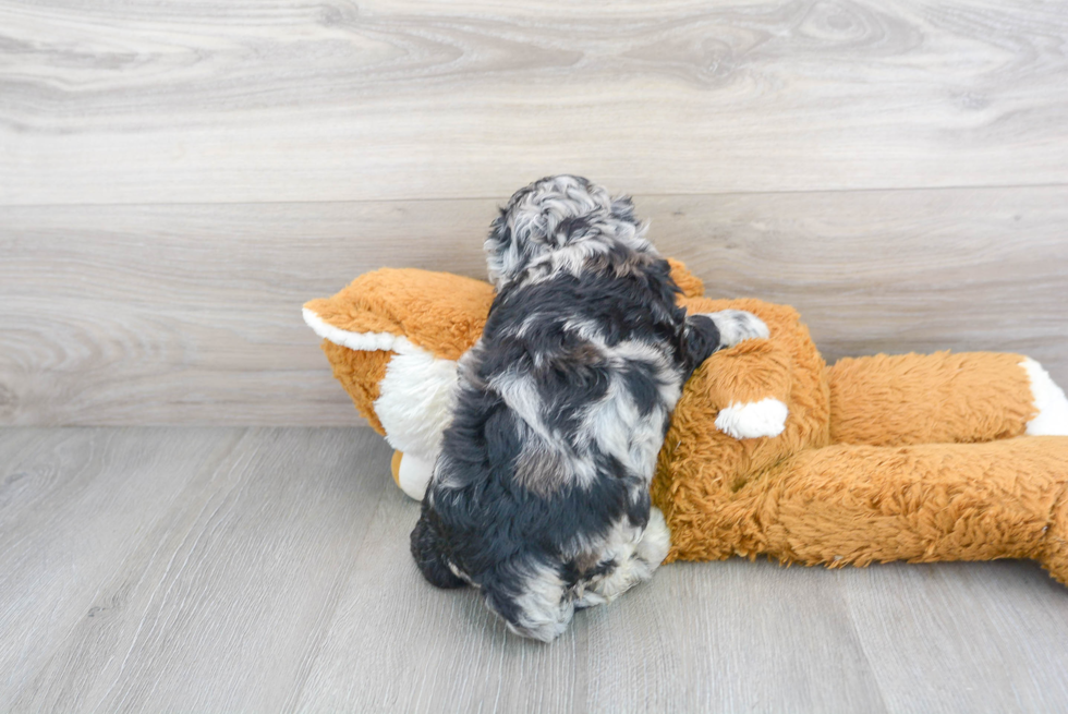 Cute Cockapoo Baby