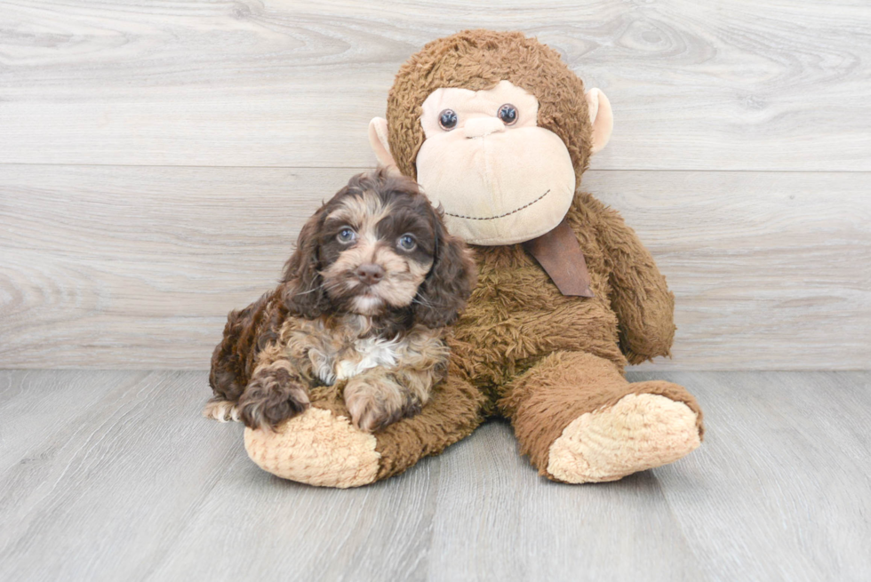 Best Cockapoo Baby