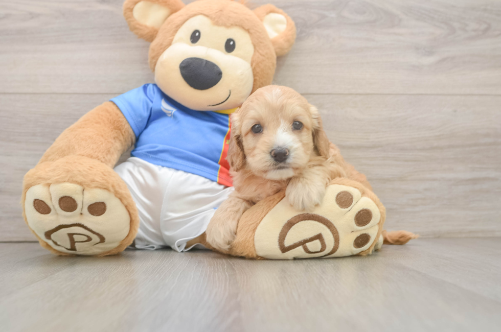 5 week old Cockapoo Puppy For Sale - Premier Pups
