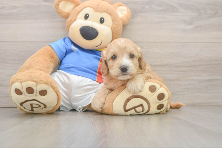 Meet Patricia - our Cockapoo Puppy Photo  1/3 - Premier Pups Cockapoo Puppy for Adoption