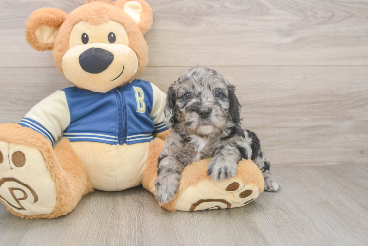 Cockapoo Puppy for Adoption