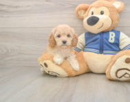 7 week old Cockapoo Puppy For Sale - Premier Pups