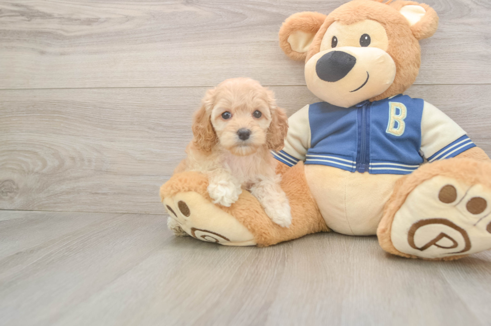 5 week old Cockapoo Puppy For Sale - Premier Pups