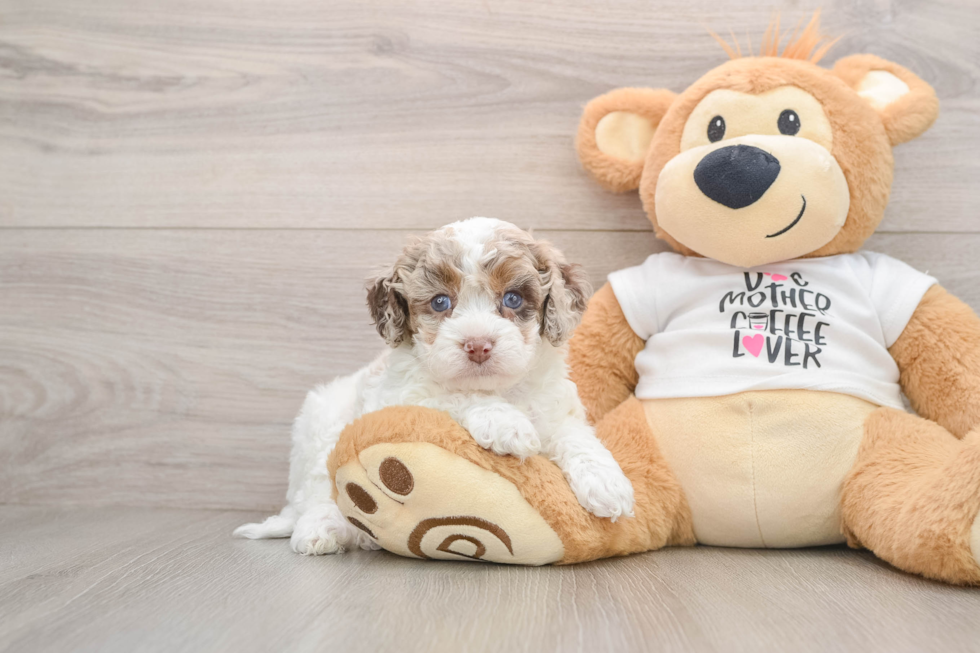 Cockapoo Pup Being Cute