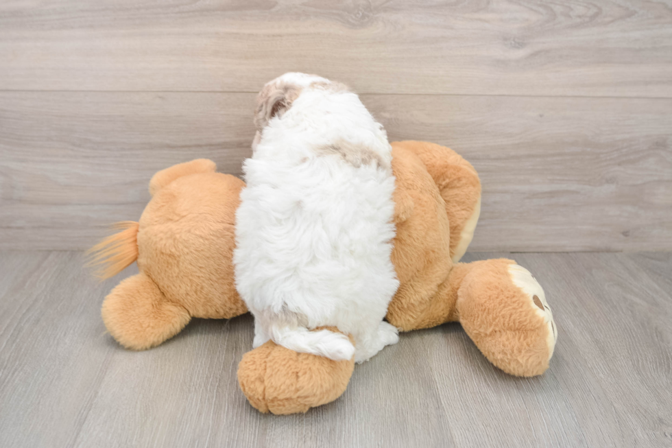 Cockapoo Pup Being Cute